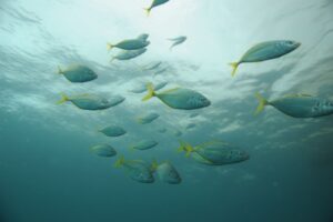 Lista proverbi sui pesci, modi di dire popolari
