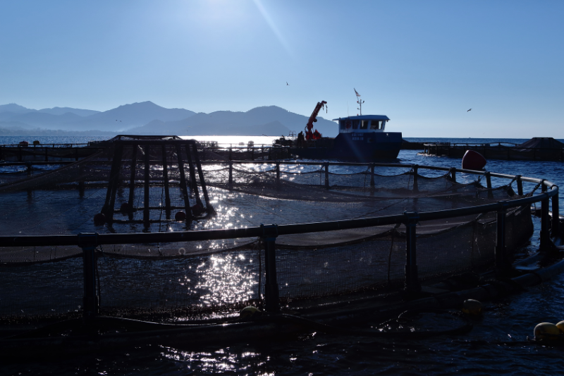 Nasce un movimento di divulgazione scientifica sull’acquacoltura firmato da Regione Liguria, Arpal ed esperti nazionali del settore