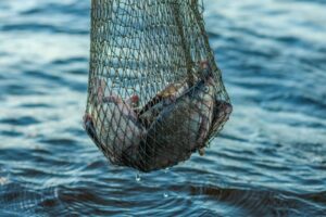 Conseguenze dell'overfishing, pesca intensiva