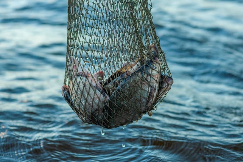 Cos’è l’overfishing?