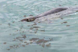 Cos'è l'inquinamento chimico del mare, cause e conseguenze